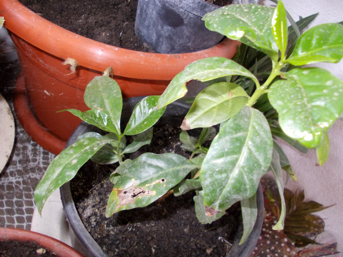 arbore cafea Dianadia - a murit; arbore cafea Dianadia
