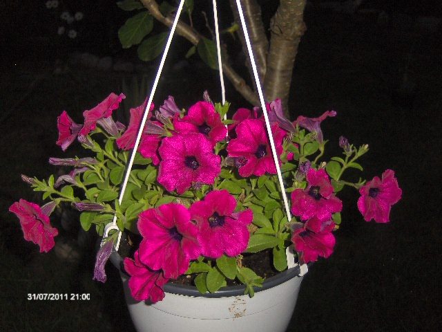 petunia tunsa..... - 07_IULIE