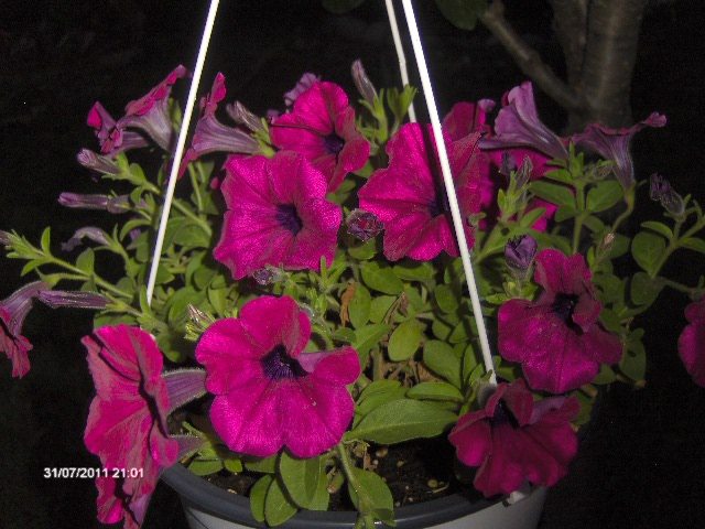 .....a inflorit - 07_IULIE