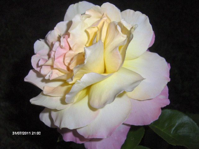 trandafir - 07_IULIE