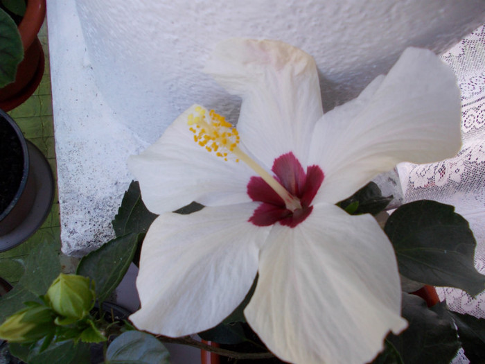DSCN0083
