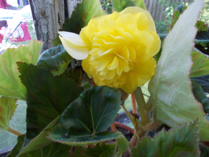 DSCN0085