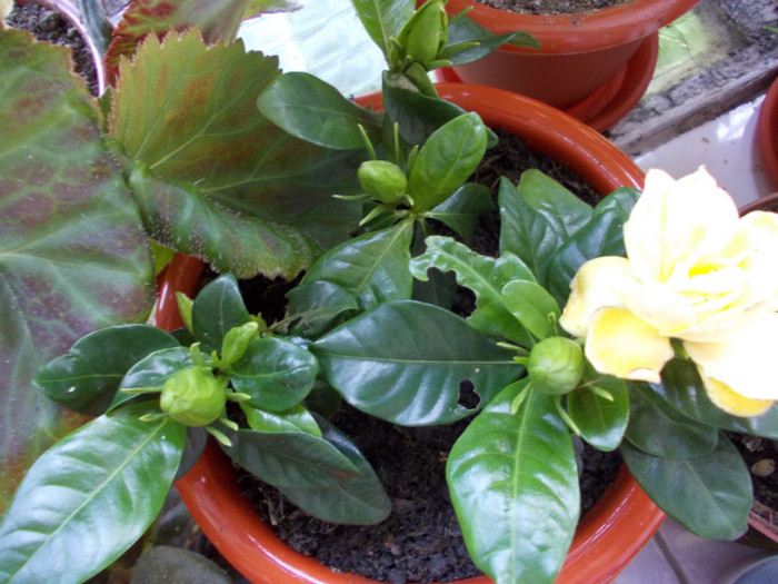 DSCN0087pierduta; Gardenia
