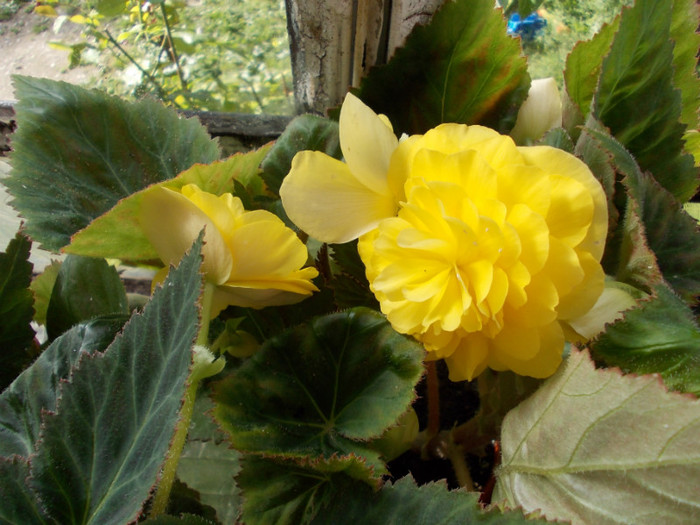 begonia