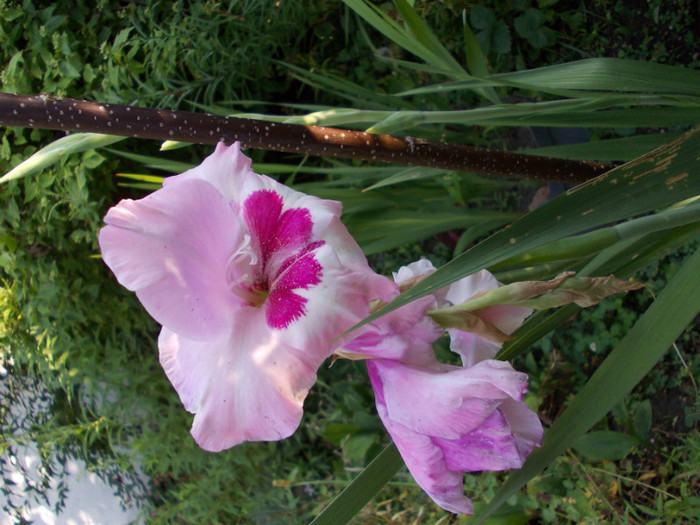 DSCN0129; gladiole
