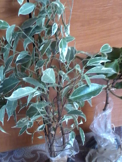 Ficus benjamin - flori cumparate de la Dianadia