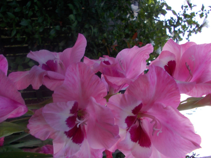 gladiole - august 2011