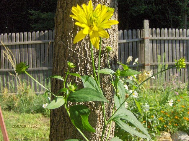 RUDBECKIA LACINIATA HORTENSIA