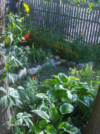 crinii hosta si rudbeckia