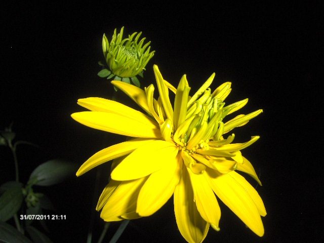 rudbeckia