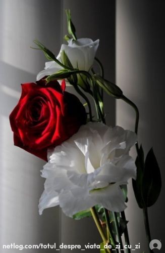 trandafir - poze altele
