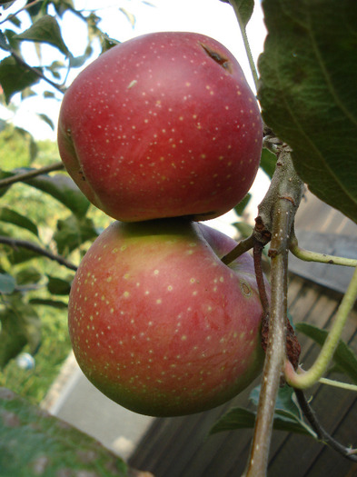 Apples_Mere Summer Red (2011, Aug.02) - Apple Tree_Mar Summer Red