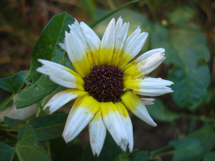 Tricolor Daisy (2011, August 02) - DAISY Tricolor