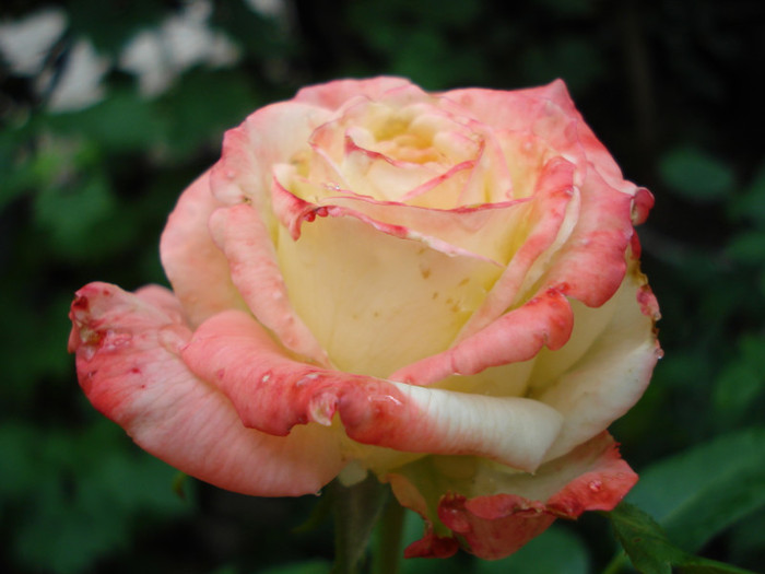 prima floare - Trandafiri 2011
