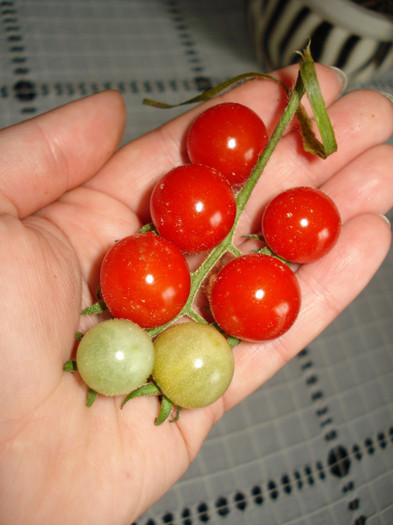 Rosii Cherry, 01.08.2011 - fructe-legume 2011
