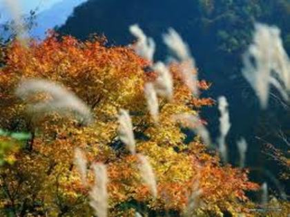 nature - nature