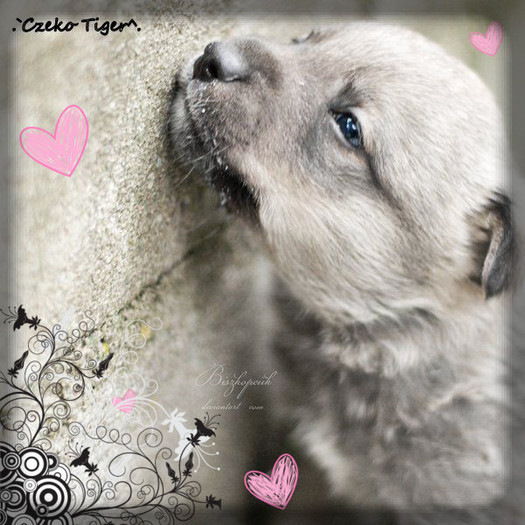 Kristen isi gasi dulapul...