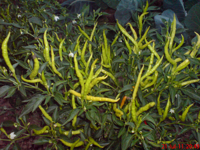 DSC00568 - legume