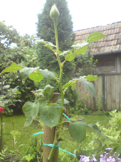 primul boboc