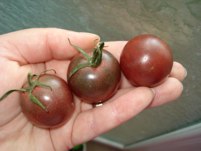 Rosii "Black Cherry" - fructe-legume 2011