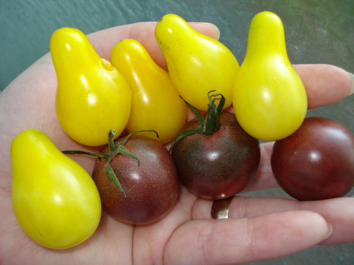 Rosii "Yellow Pear" si "Black Cherry"