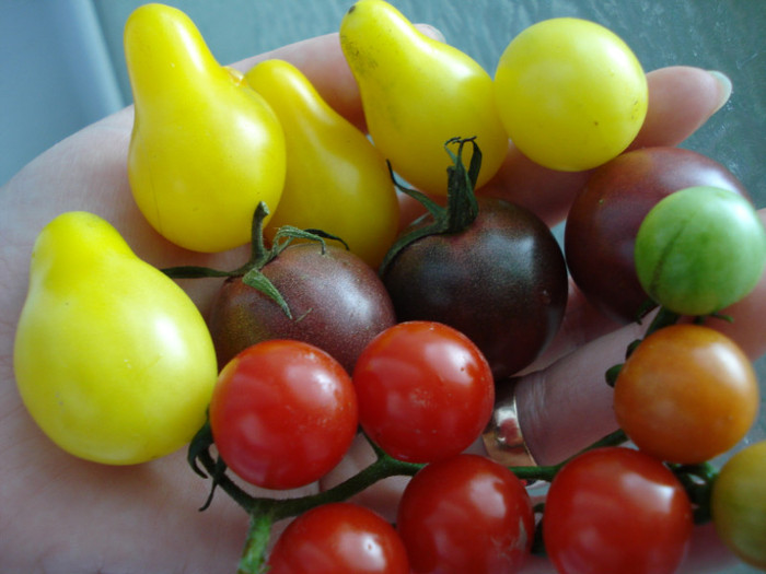 Cherry para, negre si rosii - fructe-legume 2011