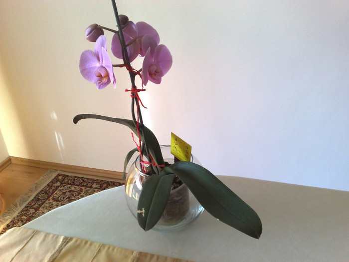 orhideea de anul trecut a inflorit din nou