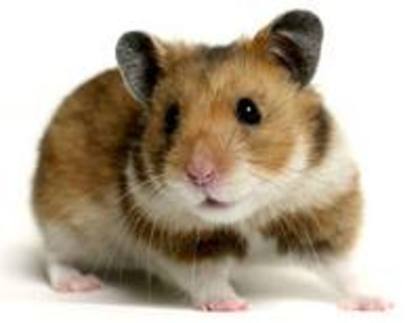 Adoptata de:ModelTheBest.Nume:Sony,Varsta:4 luni. - 3 Hamsteri