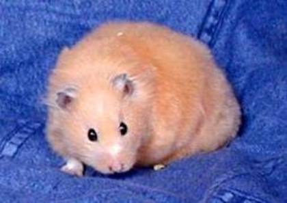 Adoptat de amy2612.Nume:Chikey,Varsta:6 luni. - 3 Hamsteri