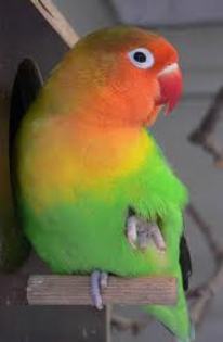 Adoptata de amy2612.Nume:Cuckoo,Varsta:1 an.