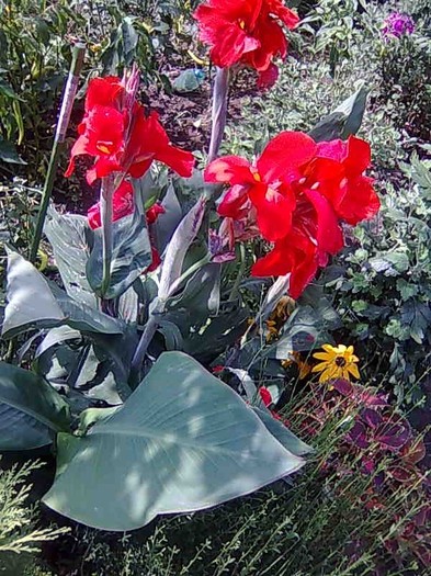 canna indica