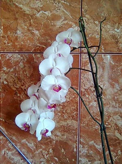 are 15 flori - phalaenopsis