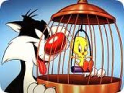 tweety - tweety