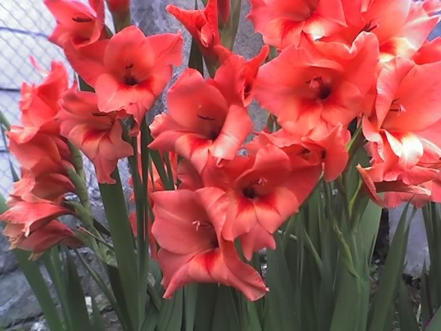 01-08-11_1035 - GLADIOLE_2011