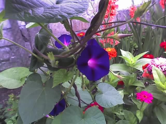 01-08-11_1023 - ZORELE_ Ipomoea purpurea