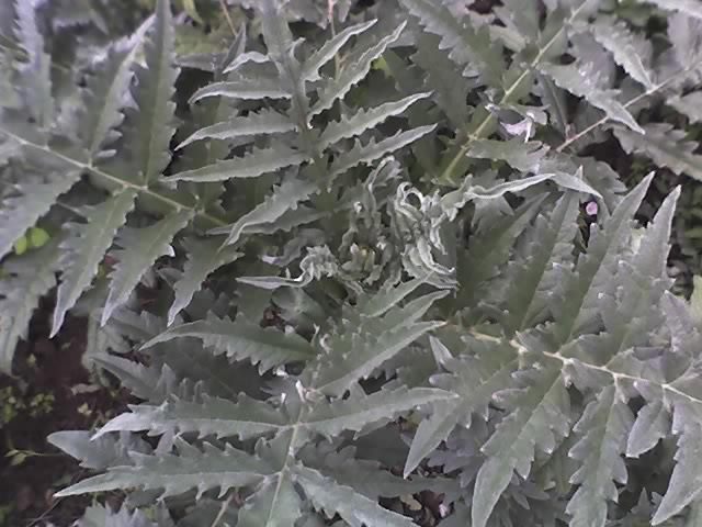 01-08-11_1048 - Anghinare in gradina mea-Artichokes Cynara scolymus