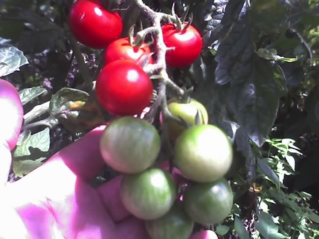 01-08-11_TOMATE CHERRY‏ - TOMATE_2011