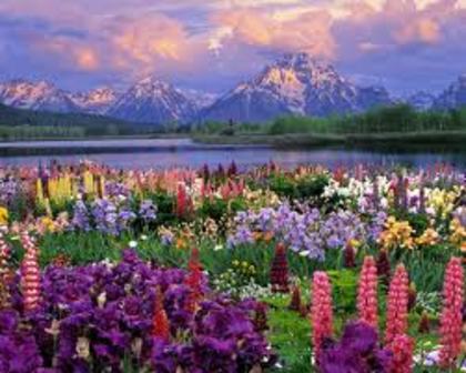 nature - nature