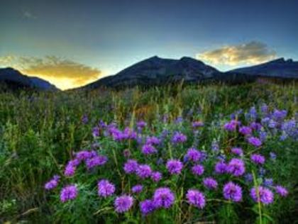 nature - nature