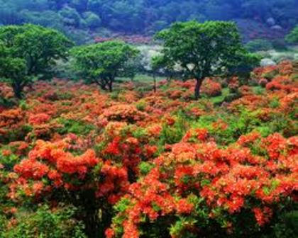 nature