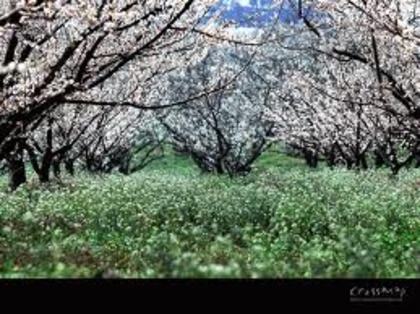 nature - nature