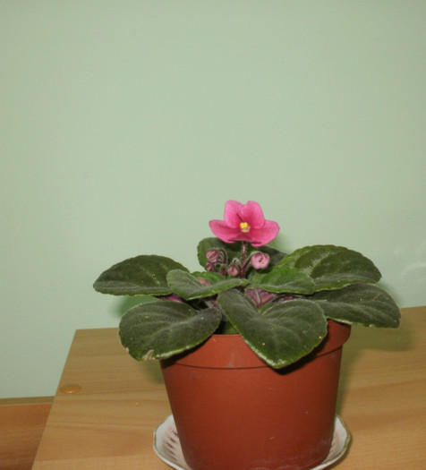 Multumesc! - Plante