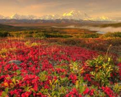 nature - nature