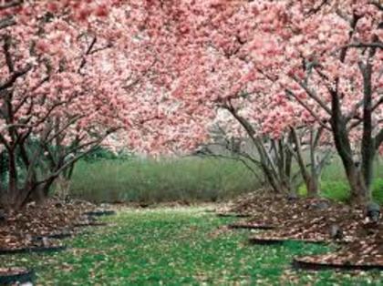 nature