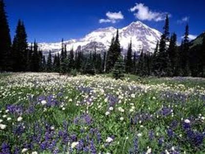 nature - nature