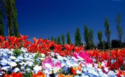 nature - nature