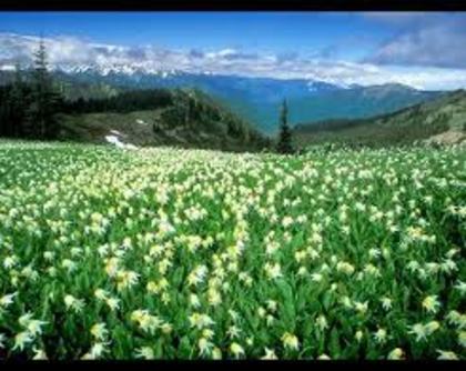 nature