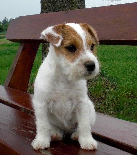 Copy of glamour-girl-of-sweet-surprise_500_564[1] - Parson russell terrier