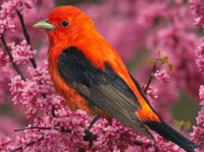 nature