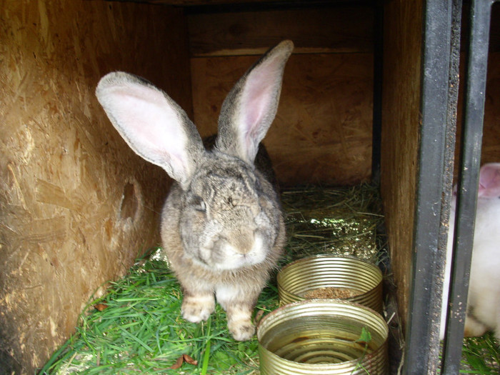 Giony, urias german gri - 1 iepuri August-2011